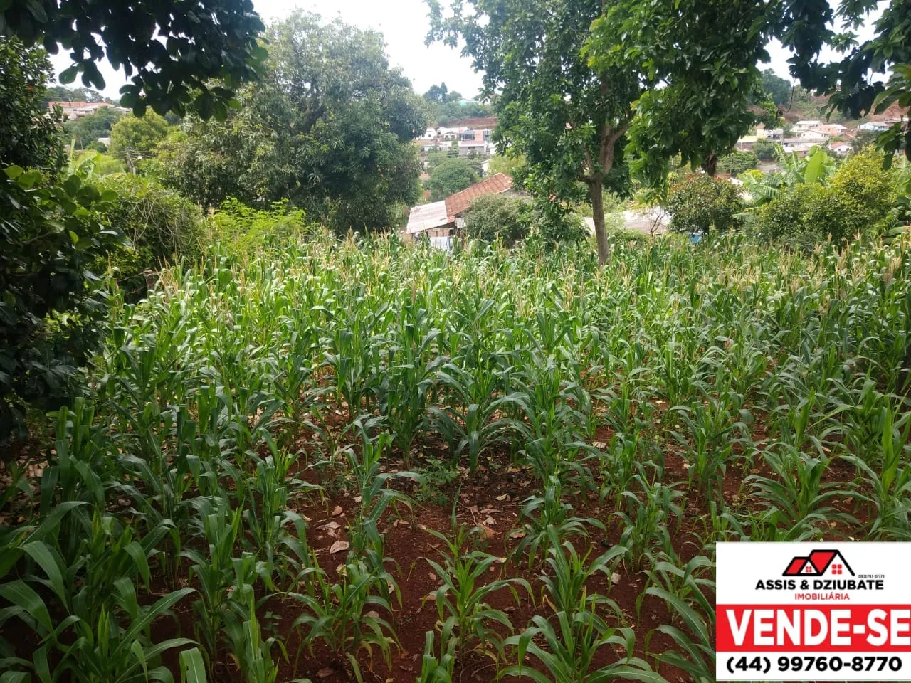 Terreno com casa de madeira perto da coamo em Iretama - PR — foto 6