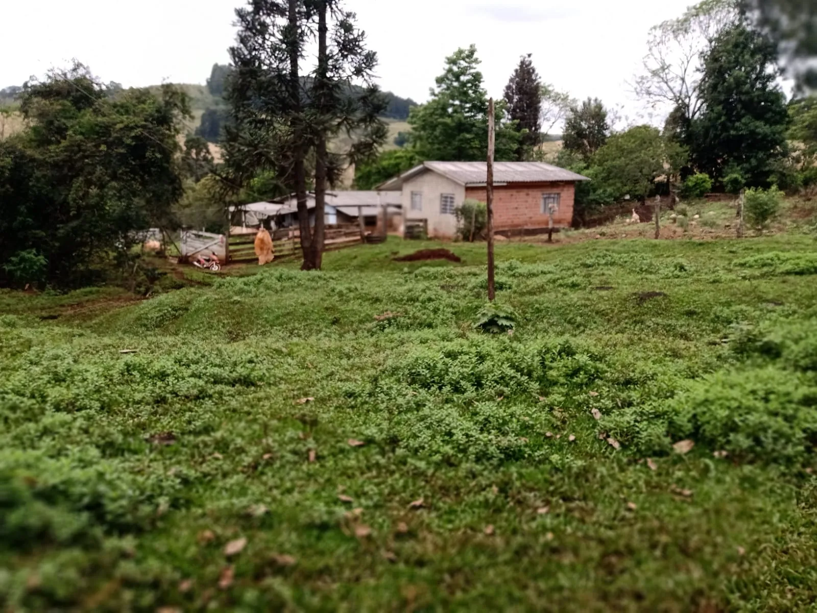 Sítio a venda em Pitanga — foto 6