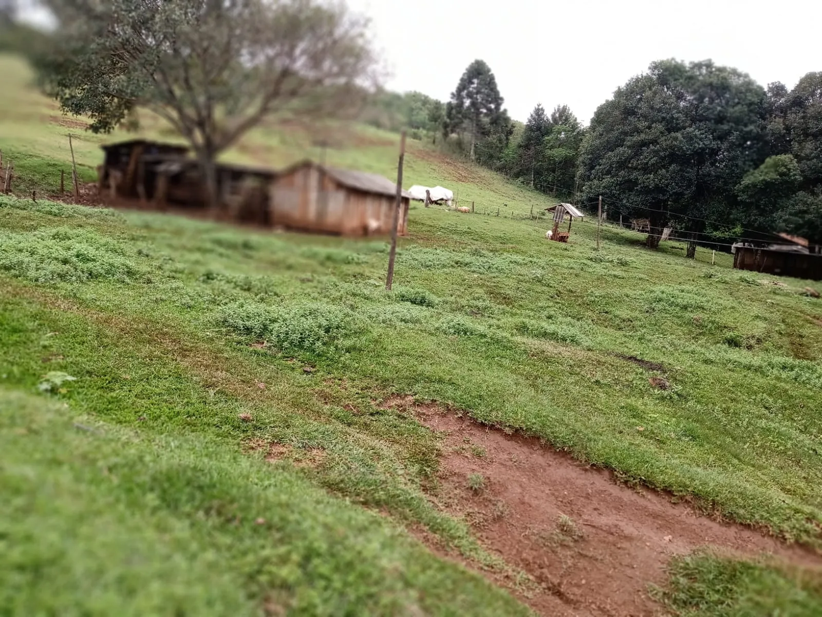Sítio a venda em Pitanga — foto 5