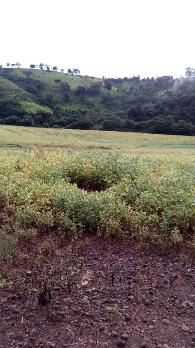 Ótimo Sítio a venda em Nova Tebas-PR. — foto 4