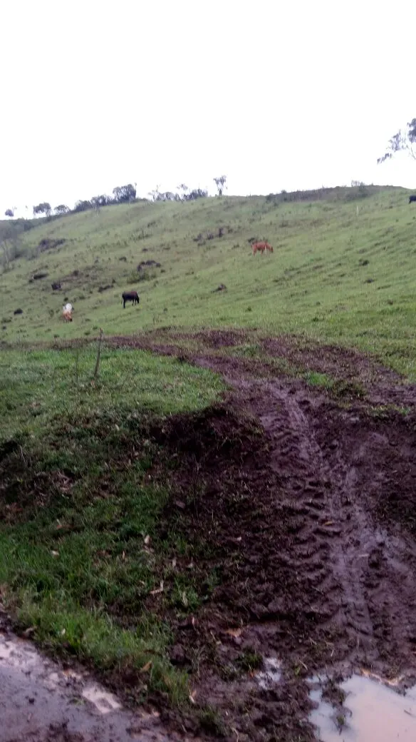 Ótimo Sítio a venda em Nova Tebas-PR. — foto 14