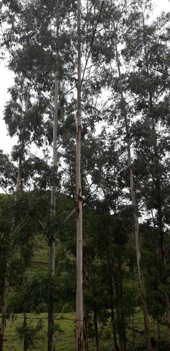 Ótimo Sítio a venda em Nova Tebas-PR. — foto 3