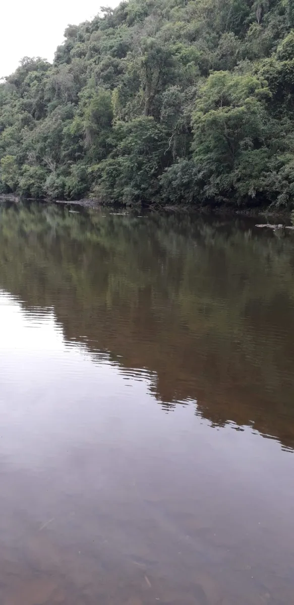 Ótimo Sítio a venda em Nova Tebas-PR. — foto 16