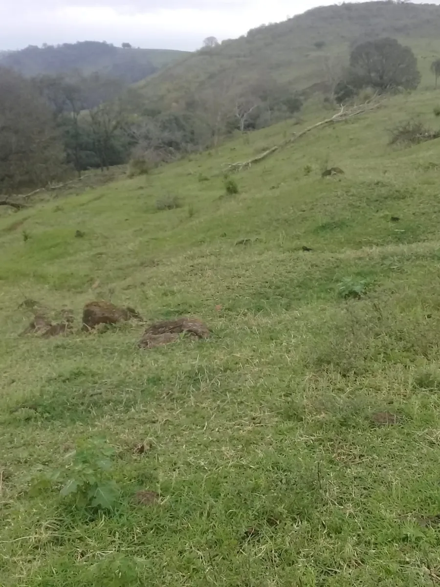 Sítio a venda no distrito de águas de Juremas na cidade de Iretama. — foto 2