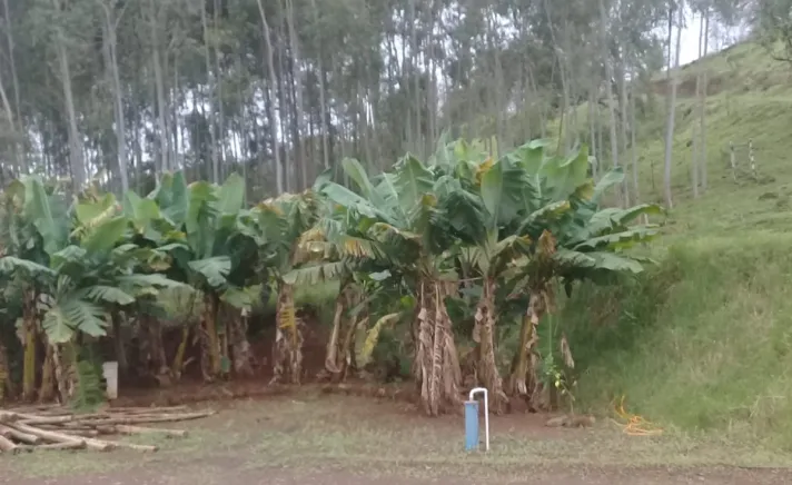 Sítio a venda no distrito de águas de Juremas na cidade de Iretama.