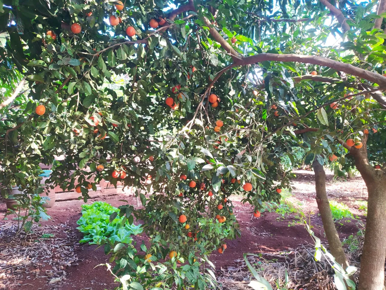 Vila Rural a venda em Iretama ! — foto 3