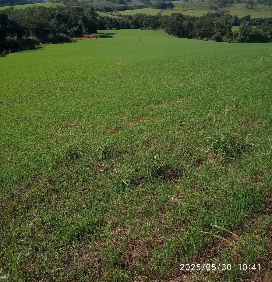 Ótima oportunidade de sítio a venda em Iretama-PR!! — foto 11