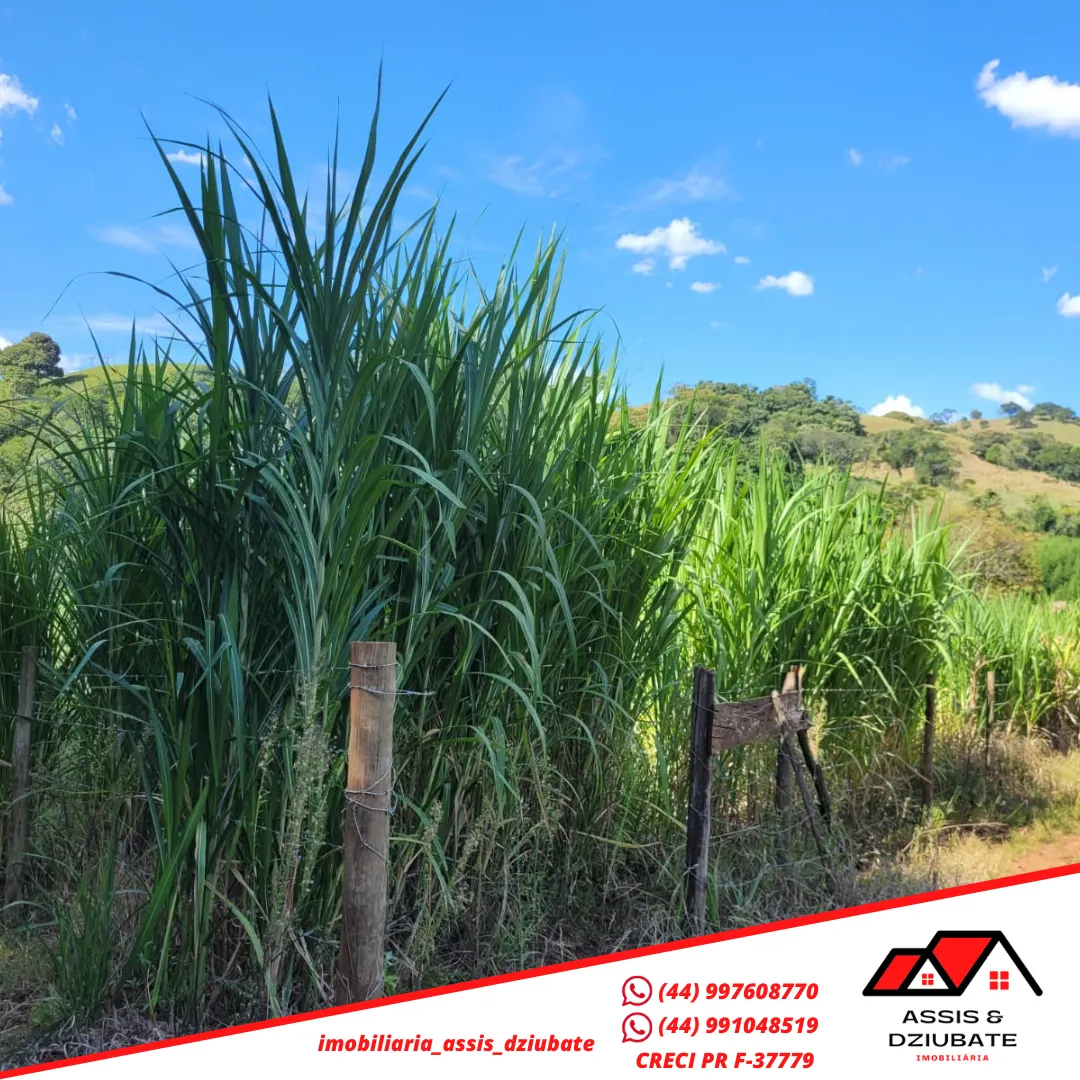 Ótima oportunidade de Chácara a venda em Iretama-PR!! — foto 2